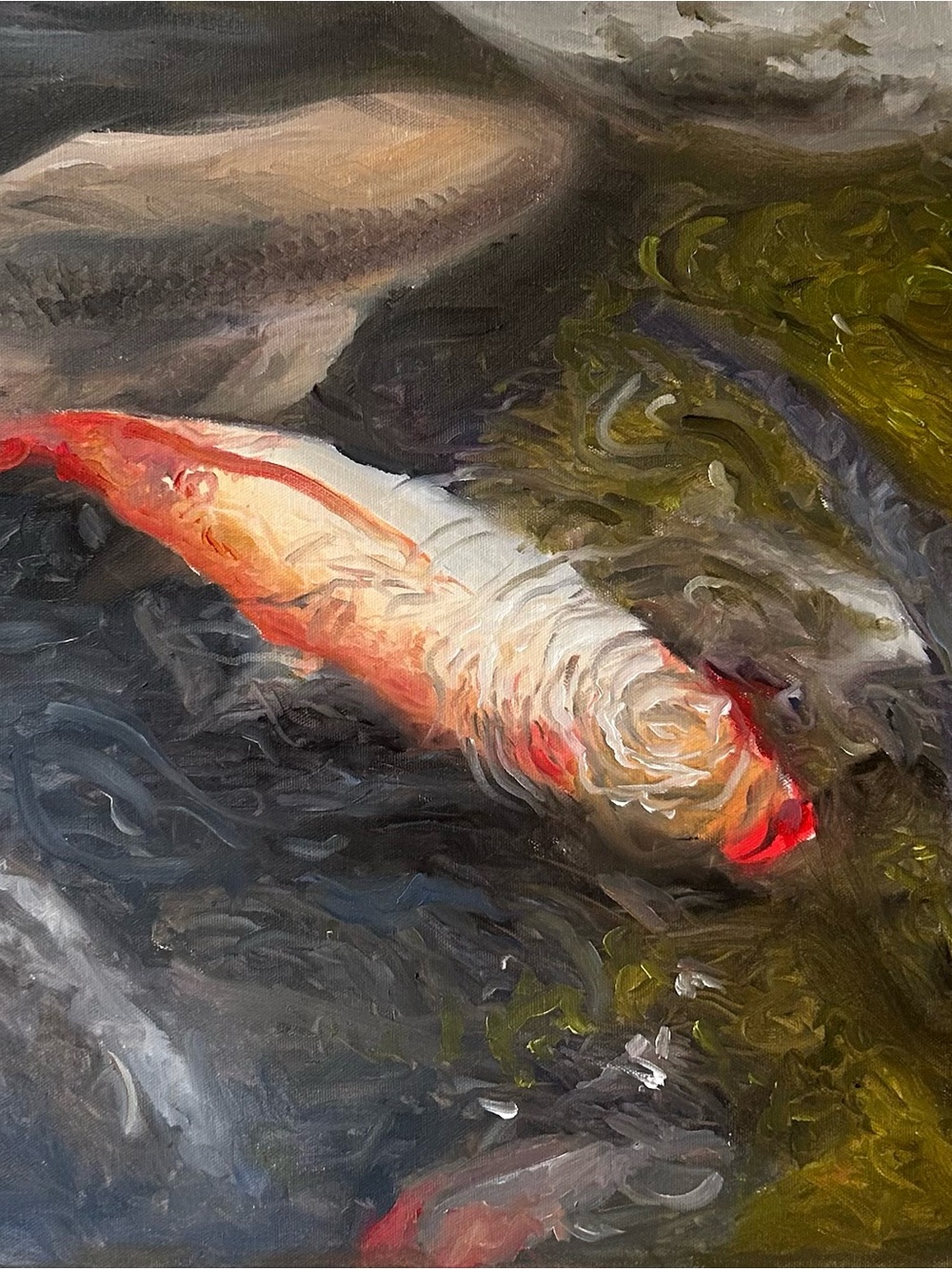 Koi Fish Aquarium Art Print - White & Orange
